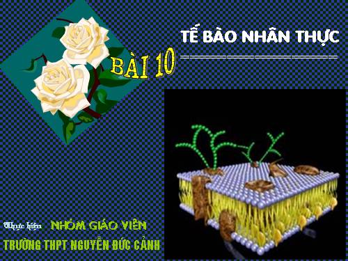 Bài 8. Tế bào nhân thực