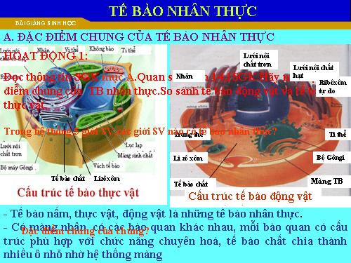 Bài 8. Tế bào nhân thực