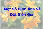 hậu quả của bom nguyên tử-Đột biến gen