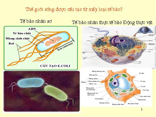 Bài 7. Tế bào nhân sơ