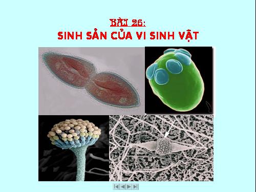 Bài 26. Sinh sản của vi sinh vật