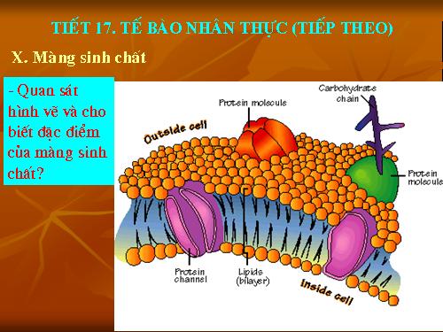 Bài 8. Tế bào nhân thực