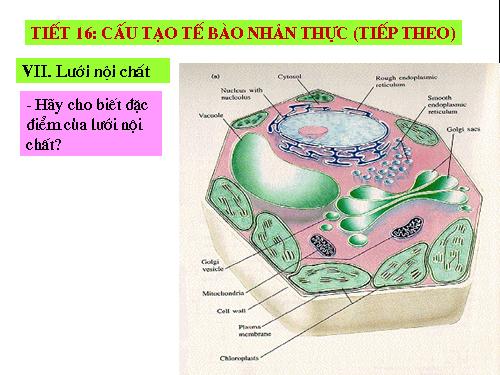 Bài 8. Tế bào nhân thực