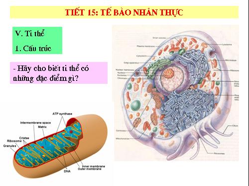 Bài 8. Tế bào nhân thực