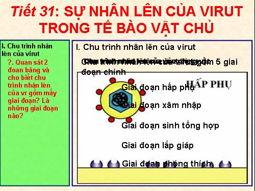 Bài 30. Sự nhân lên của virut trong tế bào chủ