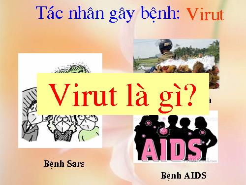 Bài 29. Cấu trúc các loại virut