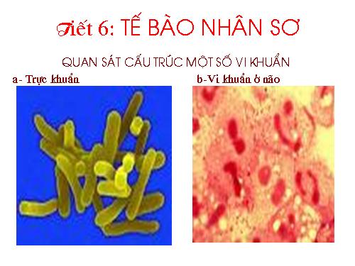 Bài 7. Tế bào nhân sơ