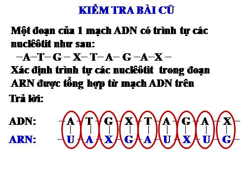 Bài 18. Prôtêin