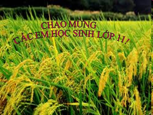 Bài 12. Phân bón hoá học