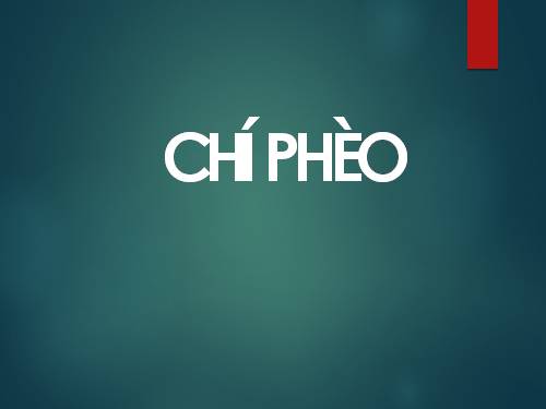 Tuần 13. Chí Phèo