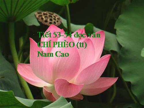 Tuần 13. Chí Phèo