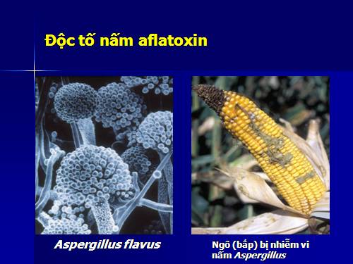 Độc tố mycotoxin