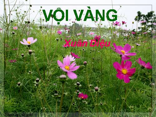 Tuần 21. Vội vàng