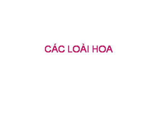 Các loài hoa (2)