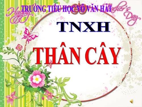 Bài 41. Thân cây