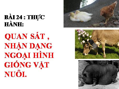 Bài 24. Thực hành: Quan sát, nhận dạng ngoại hình giống vật nuôi