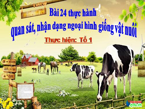 Bài 24. Thực hành: Quan sát, nhận dạng ngoại hình giống vật nuôi