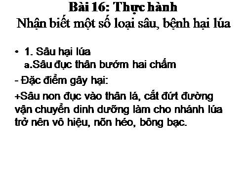 Bài 16. Thực hành: Nhận biết một số loại sâu, bệnh hại lúa