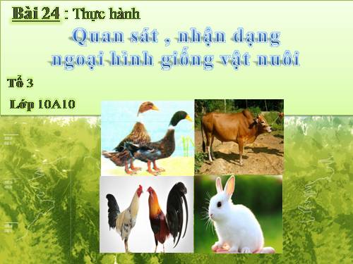 Bài 24. Thực hành: Quan sát, nhận dạng ngoại hình giống vật nuôi