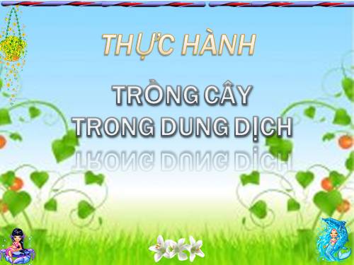 Bài 14. Thực hành: Trồng cây trong dung dịch