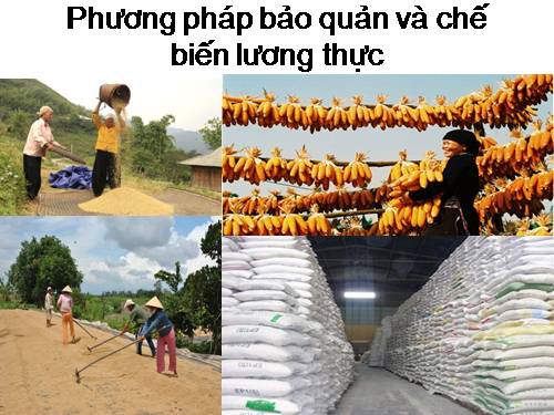 Bài 41. Bảo quản hạt, củ làm giống