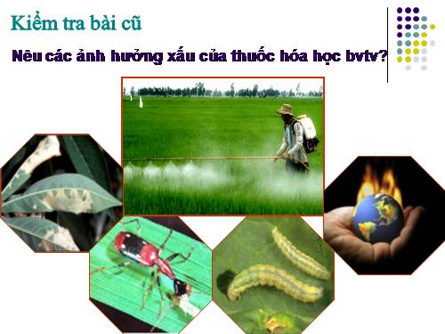 Bài 20. Ứng dụng công nghệ vi sinh sản xuất chế phẩm bảo vệ thực vật