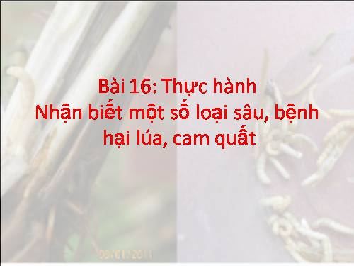 Bài 16. Thực hành: Nhận biết một số loại sâu, bệnh hại lúa