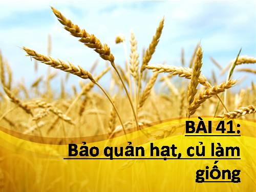 Bài 41. Bảo quản hạt, củ làm giống