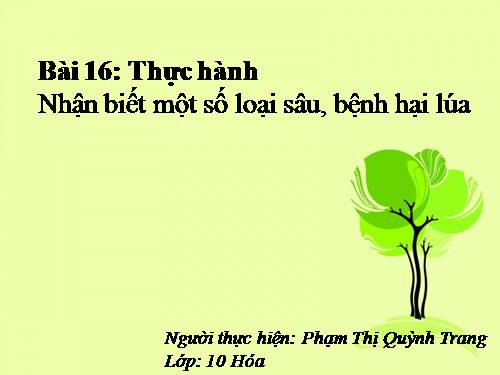 Bài 16. Thực hành: Nhận biết một số loại sâu, bệnh hại lúa