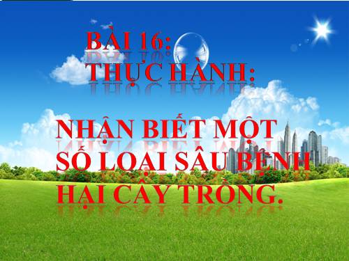 Bài 16. Thực hành: Nhận biết một số loại sâu, bệnh hại lúa