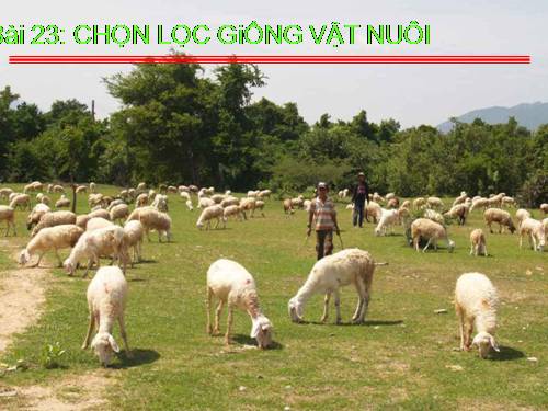 Bài 23. Chọn lọc giống vật nuôi