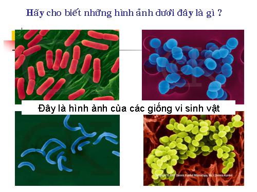 Bài 13. Ứng dụng công nghệ vi sinh trong sản xuất phân bón