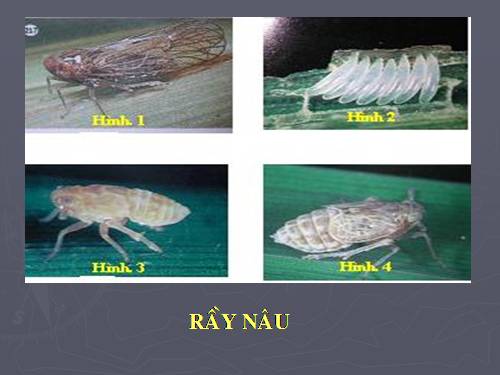 Bài 15. Điều kiện phát sinh, phát triển của sâu, bệnh hại cây trồng