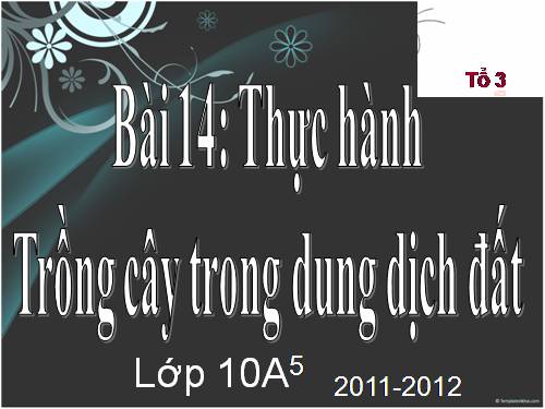 Bài 14. Thực hành: Trồng cây trong dung dịch