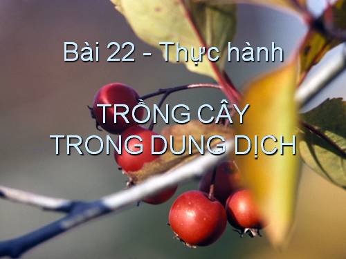 Bài 14. Thực hành: Trồng cây trong dung dịch