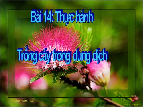 Bài 14. Thực hành: Trồng cây trong dung dịch