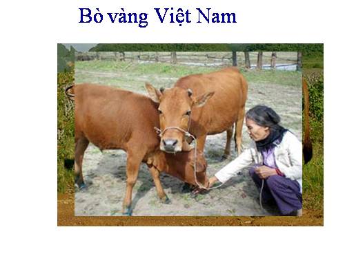 Bài 24. Thực hành: Quan sát, nhận dạng ngoại hình giống vật nuôi