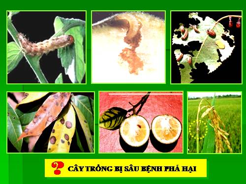 Bài 17. Phòng trừ tổng hợp dịch hại cây trồng