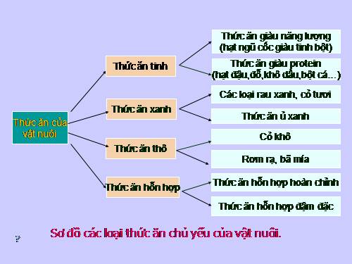 Bài 29. Sản xuất thức ăn cho vật nuôi