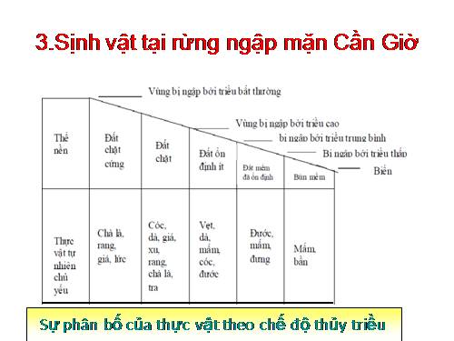 sinh vật tại rừng ngập mặn cần giờ