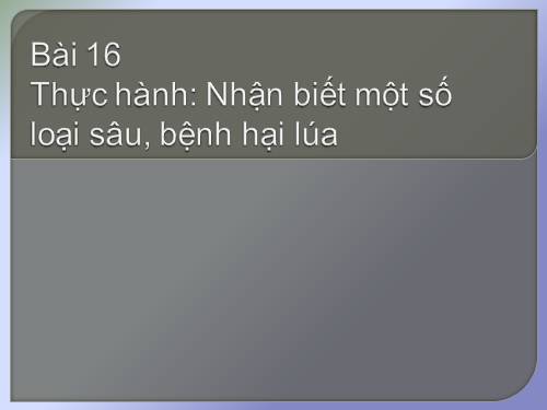 Bài 16. Thực hành: Nhận biết một số loại sâu, bệnh hại lúa