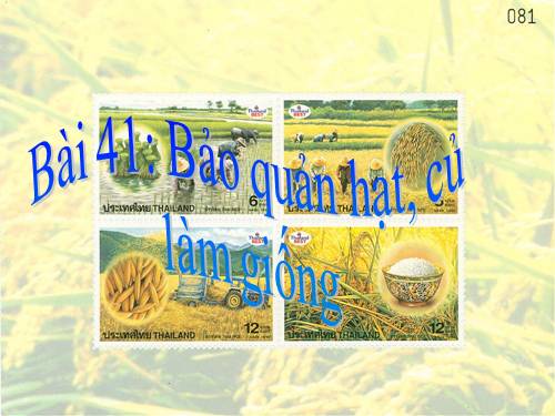 Bài 41. Bảo quản hạt, củ làm giống