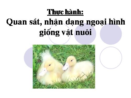 Bài 24. Thực hành: Quan sát, nhận dạng ngoại hình giống vật nuôi