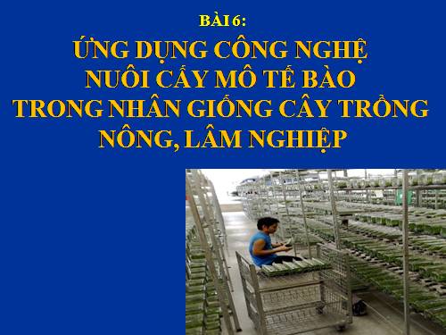 Bài 6. Ứng dụng công nghệ nuôi cấy mô tế bào trong nhân giống cây trồng nông, lâm nghiệp