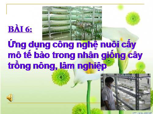 Bài 6. Ứng dụng công nghệ nuôi cấy mô tế bào trong nhân giống cây trồng nông, lâm nghiệp