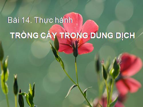 Bài 14. Thực hành: Trồng cây trong dung dịch