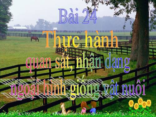 Bài 24. Thực hành: Quan sát, nhận dạng ngoại hình giống vật nuôi