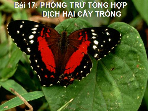 Bài 17. Phòng trừ tổng hợp dịch hại cây trồng