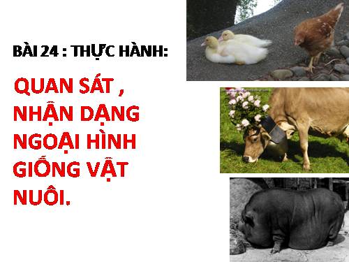 Bài 24. Thực hành: Quan sát, nhận dạng ngoại hình giống vật nuôi