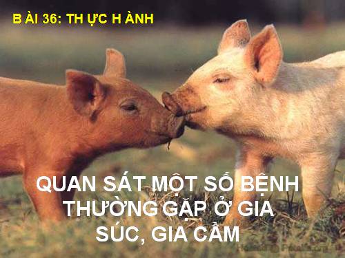 Bài 36. Thực hành: Quan sát triệu chứng, bệnh tích của gà bị mắc bệnh Niu cát xơn (Newcastle) và cá trắm bị bệnh xuất huyết do vi rút